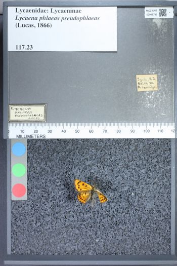 Media type: image;   Entomology 66793